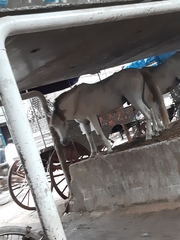 Equus caballus