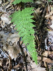 Cystopteris bulbifera