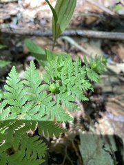 Cystopteris bulbifera