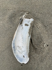 Modiolinae