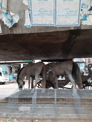 Equus caballus
