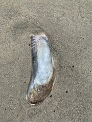 Modiolinae