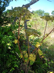 Angelica lucida