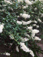 Ceanothus integerrimus