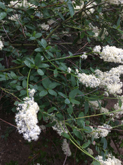 Ceanothus integerrimus
