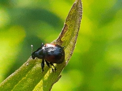 Synolabus bipustulatus