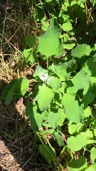 Chenopodium album