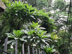 Plumeria obtusa