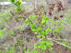 Spiraea media