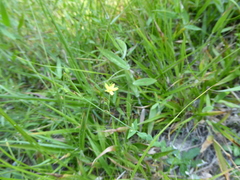 Hypericum gymnanthum