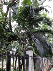 Dypsis lutescens