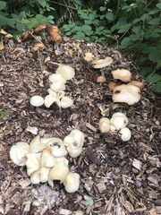 Agrocybe rivulosa