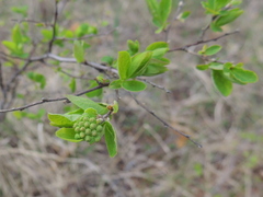 Spiraea media
