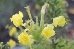 Oenothera heterophylla