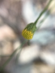 Erigeron reductus angustatus