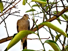 Columbina inca