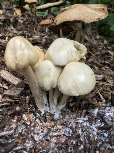wrinkled fieldcap