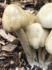 Agrocybe rivulosa