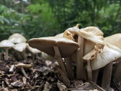 Agrocybe rivulosa