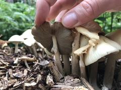 Agrocybe rivulosa