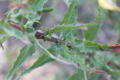 Oenothera heterophylla