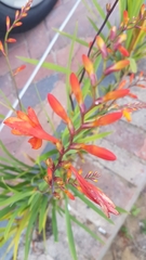 Crocosmia × crocosmiiflora