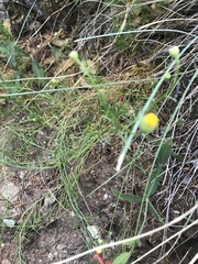 Erigeron reductus angustatus