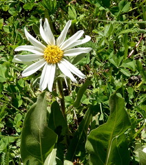 Wyethia helianthoides