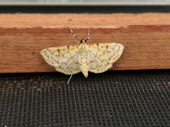 Polygrammodes flavidalis