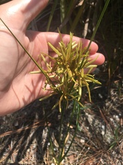 Cyperus lecontei