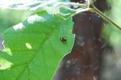 Araneidae