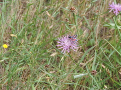 Zygaena ephialtes