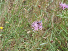 Zygaena ephialtes
