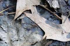Dolomedes tenebrosus