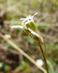 Arabis nuttallii