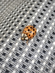 Harmonia axyridis