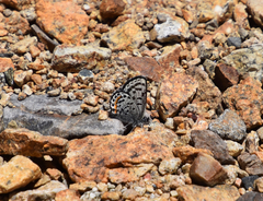 Euphilotes battoides