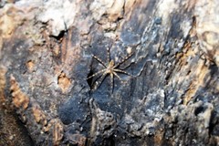 Dolomedes tenebrosus