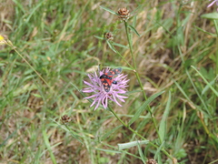 Zygaena ephialtes