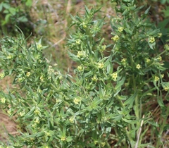 Lithospermum ruderale
