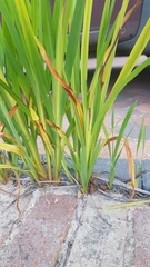 Crocosmia × crocosmiiflora