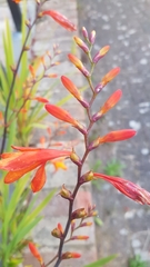 Crocosmia × crocosmiiflora