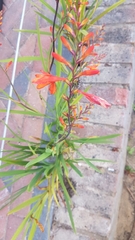 Crocosmia × crocosmiiflora