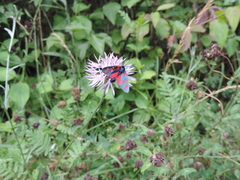 Zygaena ephialtes