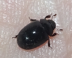 Nosodendron unicolor