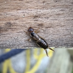 Forficula auricularia