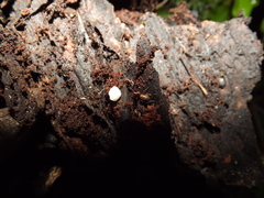 Mecysmauchenius segmentatus