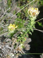 Oedera imbricata