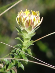 Oedera imbricata
