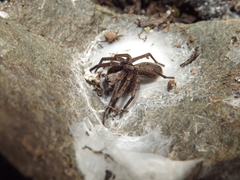 Tomopisthes horrendus